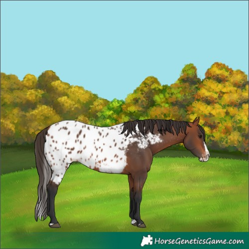 Horse Color:Bay Splash Skewed Appaloosa 