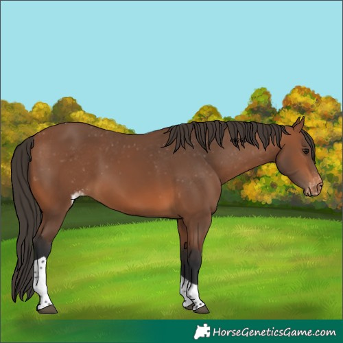 Horse Color:Bay Tobiano Skewed Appaloosa 