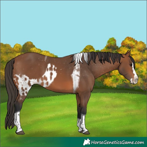 Horse Color:Bay Splash Tobiano Skewed Appaloosa 