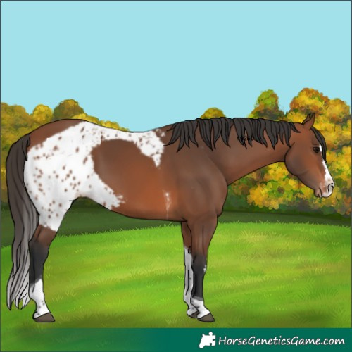 Horse Color:Bay Splash Tobiano Skewed Appaloosa 