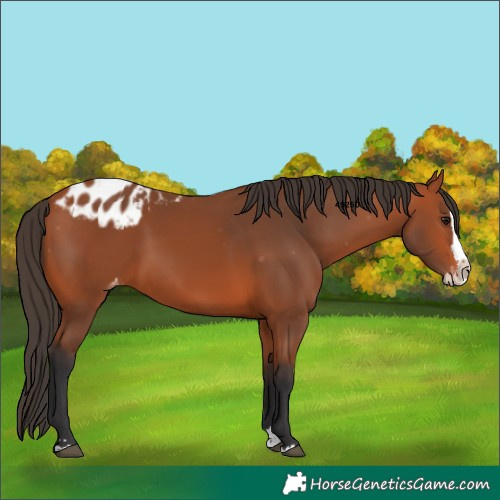 Horse Color:Bay Splash Skewed Appaloosa 