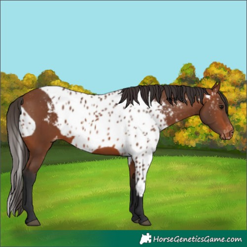 Horse Color:Bay Skewed Appaloosa