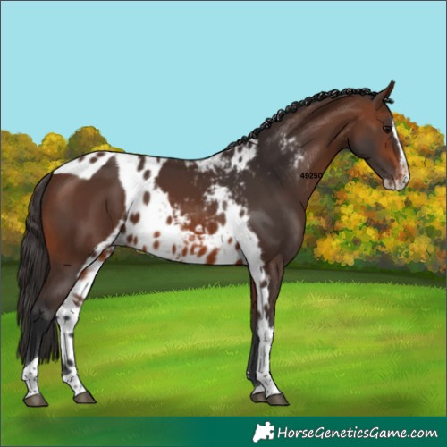 Horse Color:Brown Splash Tobiano Skewed Appaloosa 