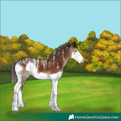Horse Color:Powder White Liver Chestnut Splash 