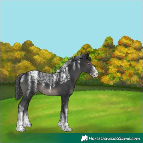 Horse Color:Powder White Platinum Black Appaloosa 