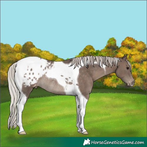 Horse Color:Silver Black Tobiano Appaloosa Rabicano 