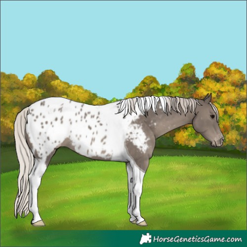 Horse Color:Silver Black Tobiano Appaloosa