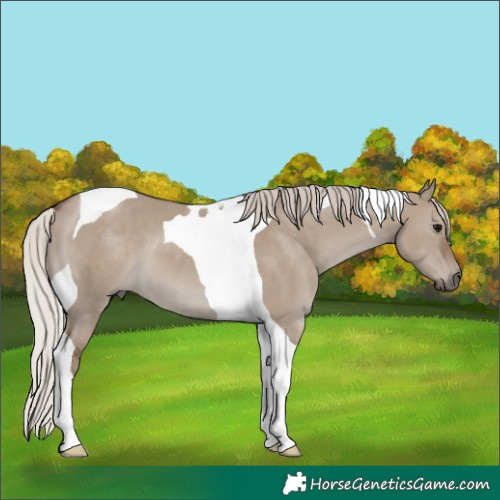 Horse Color:Silver Grullo Tobiano 