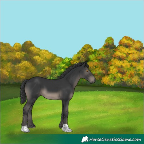 Horse Color:Black 