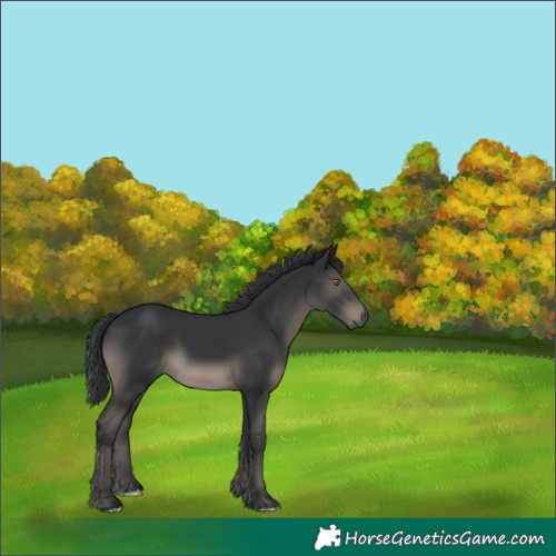Horse Color:Black 