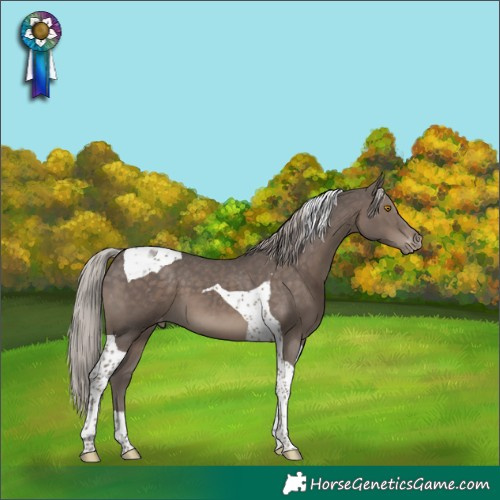Horse Color:Silver Black Tobiano Appaloosa 