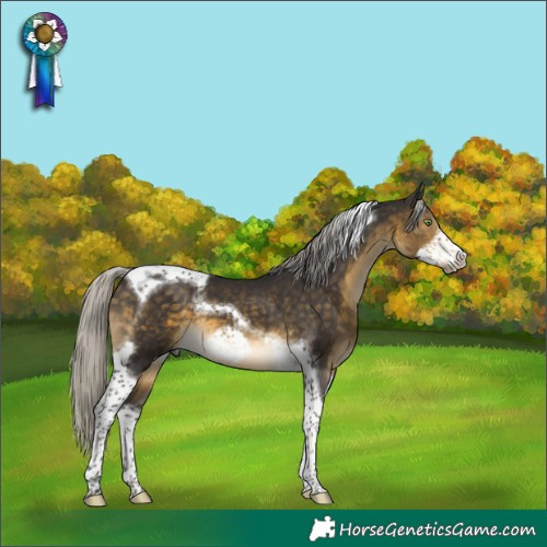 Horse Color:Silver Buckskin Tobiano Frame