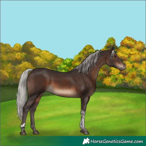 Horse Color:Silver Brown Tobiano 