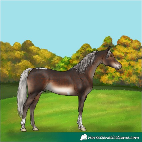 Horse Color:Silver Brown Sabino Tobiano