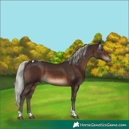 Horse Color:Silver Brown Tobiano 