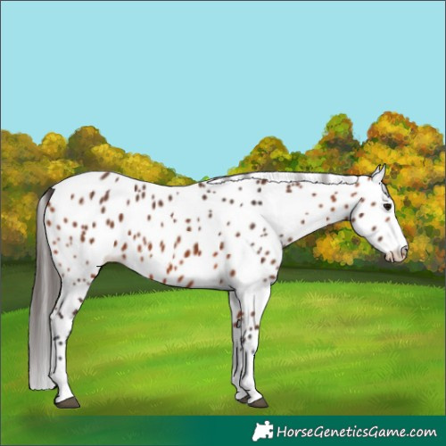 Horse Color:Bay Appaloosa 