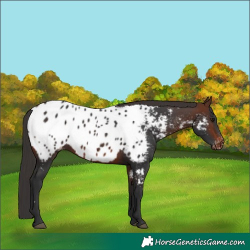 Horse Color:Brown Appaloosa