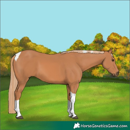 Horse Color:Chestnut Tobiano 