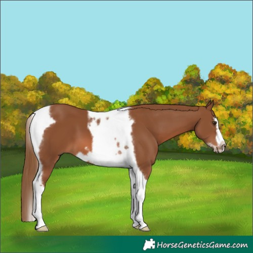 Horse Color:Chestnut Tobiano Frame 
