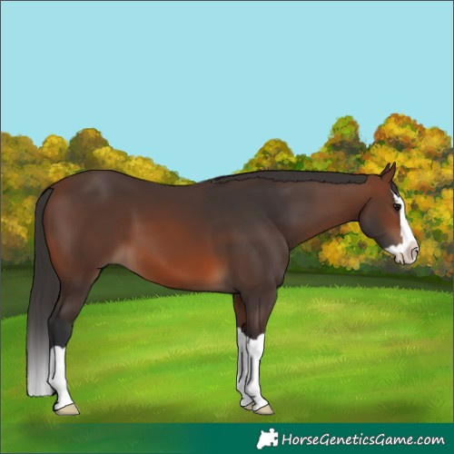 Horse Color:Brown Splash