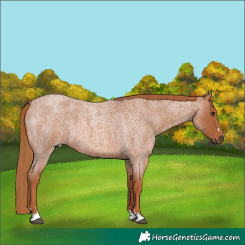 Horse Color:Red Roan
