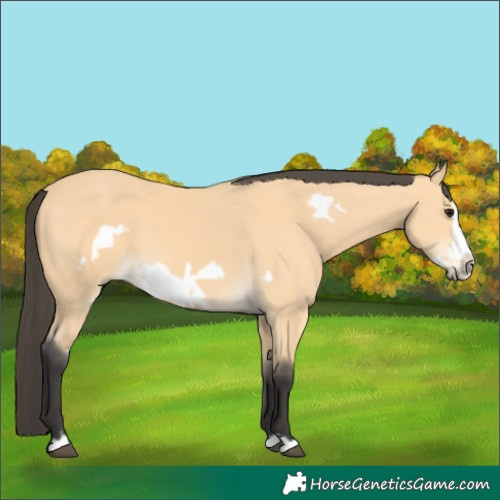 Horse Color:Buckskin Frame 