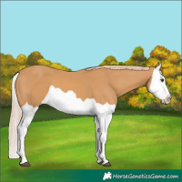 Horse Color:Chestnut Splash 