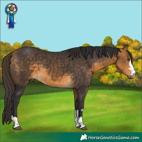 Horse Color:Brown Rabicano