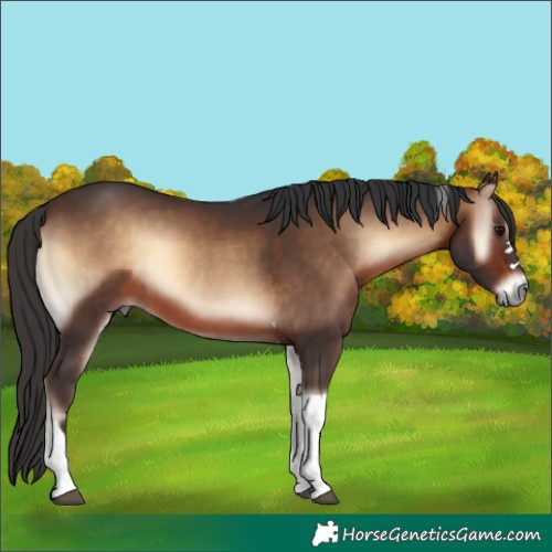 Horse Color:Brown Onyx Tobiano Rabicano