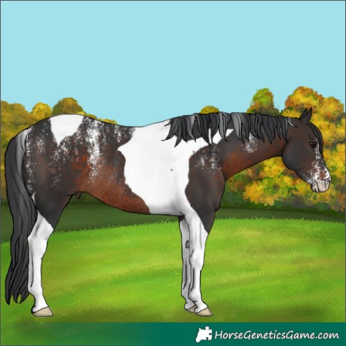 Horse Color:Powder White Brown Tobiano Rabicano 