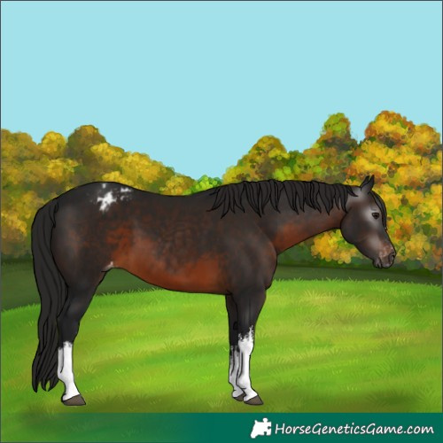 Horse Color:Gray White Spotted Bay Appaloosa