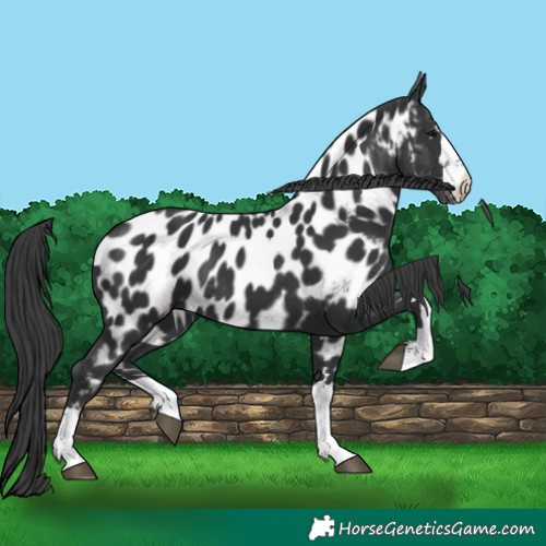 Horse Color:Black Near Leopard