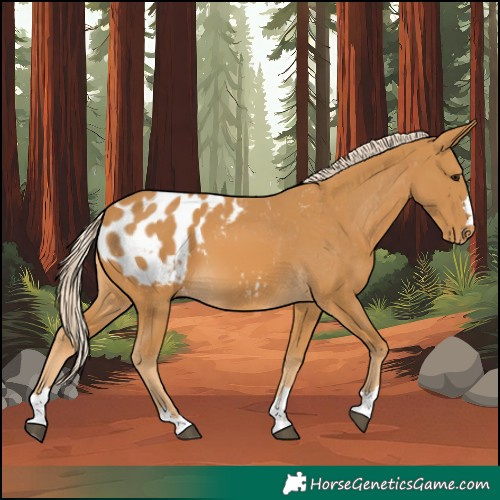 Horse Color:Palomino Blanket