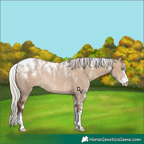 Horse Color:Powder White Silver Bay Dun Rabicano 
