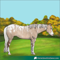 Horse Color:Powder White Silver Bay Dun Rabicano