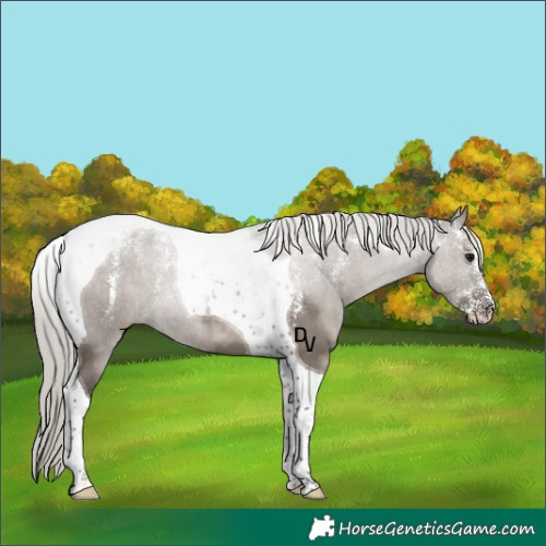 Horse Color:Powder White Silver Grullo Tobiano 