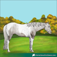 Horse Color:Powder White Silver Grullo Tobiano 