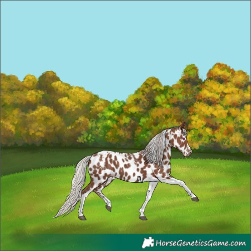 Horse Color:Powder White Silver Black Tobiano Appaloosa 
