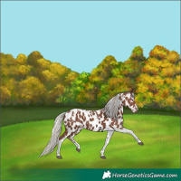 Horse Color:Powder White Silver Black Tobiano Near Leopard 