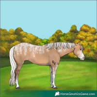 Horse Color:Powder White Silver Bay Dun 