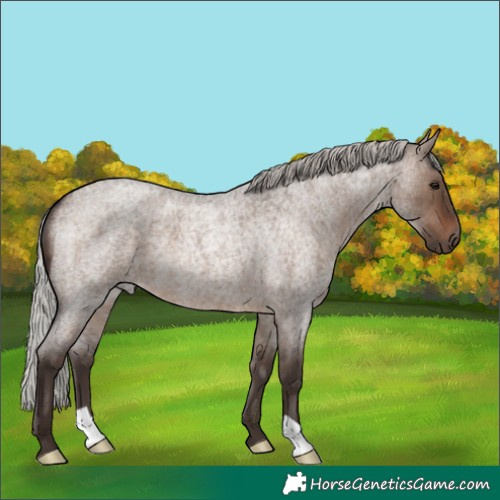 Horse Color:Silver Brown Roan Dun Brindle