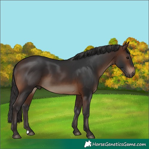 Horse Color:Brown 