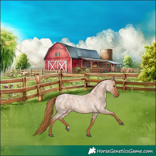 Horse Color:Red Roan 