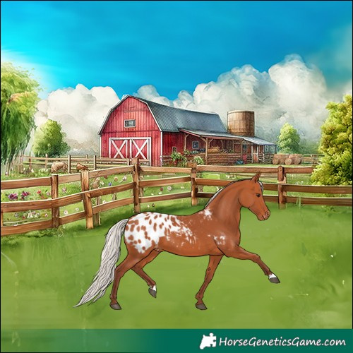 Horse Color:Chocolate Silver Bay Appaloosa 