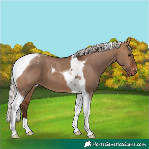 Horse Color:Silver Brown Dun Tobiano Appaloosa