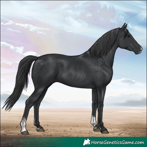 Horse Color:Black Sabino