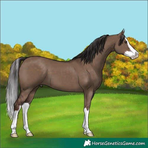 Horse Color:White Spotted Liver Red Dun Splash 