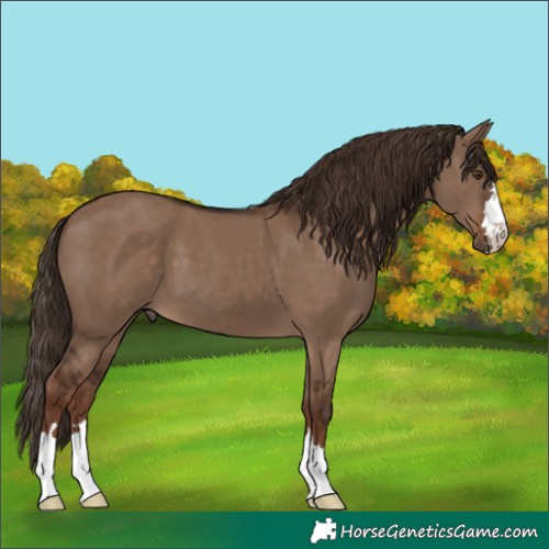 Horse Color:Liver Red Dun 