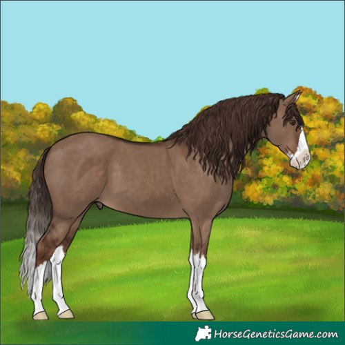 Horse Color:Liver Red Dun Splash