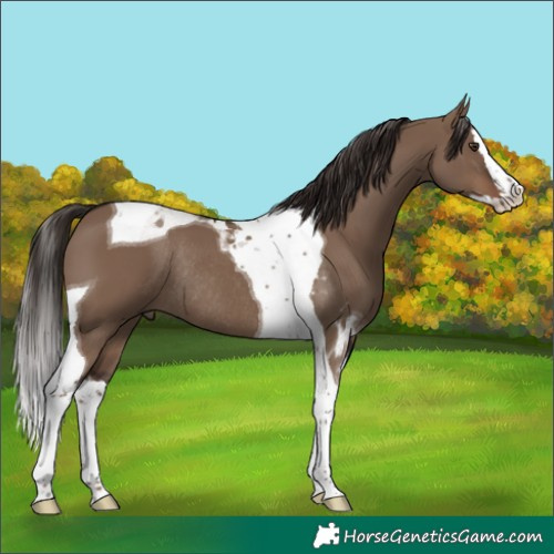 Horse Color:White Spotted Liver Red Dun Splash Tobiano Rabicano 